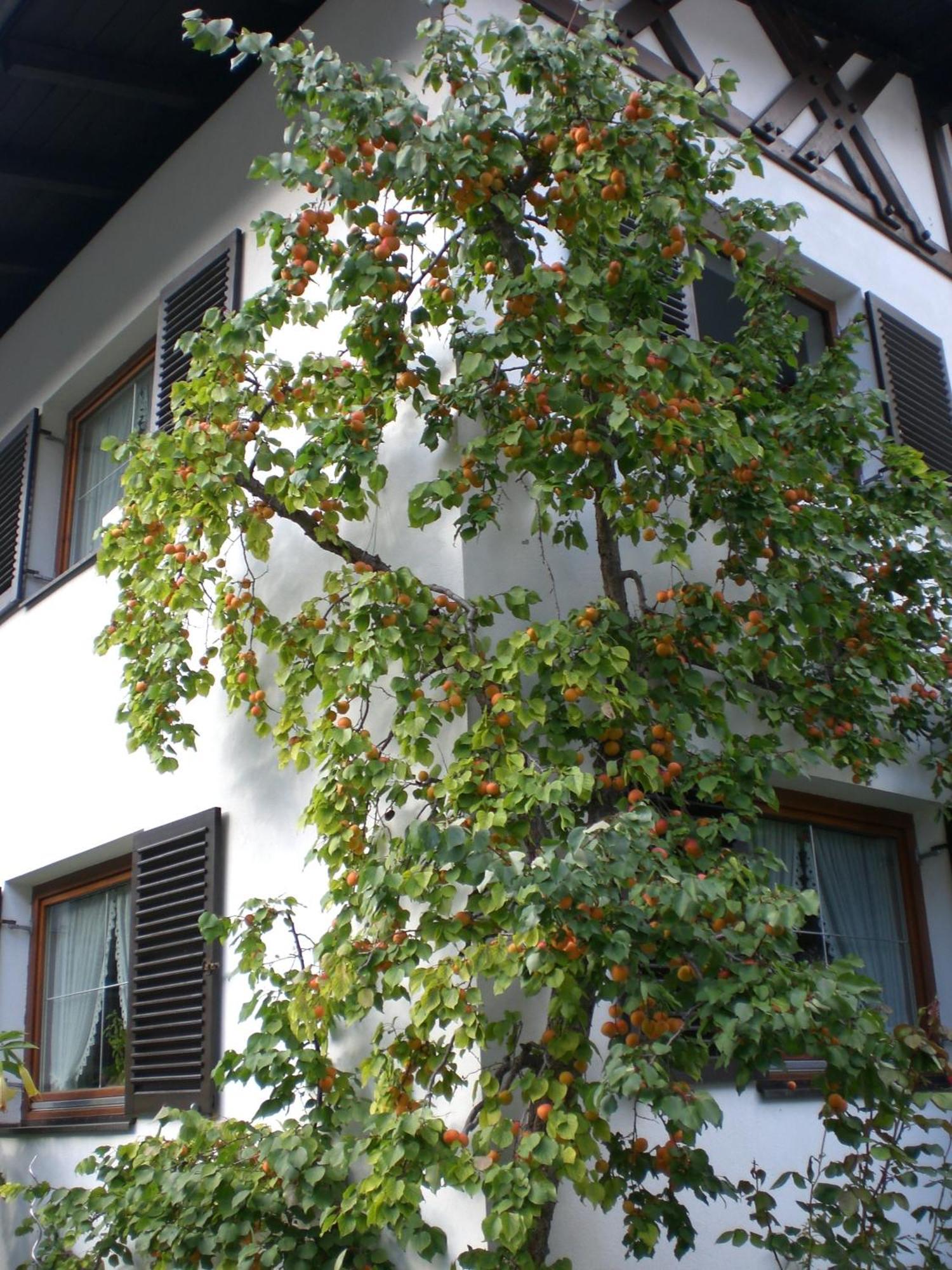 Ferienwohnung Familie Hoefler Langenfeld Exterior photo